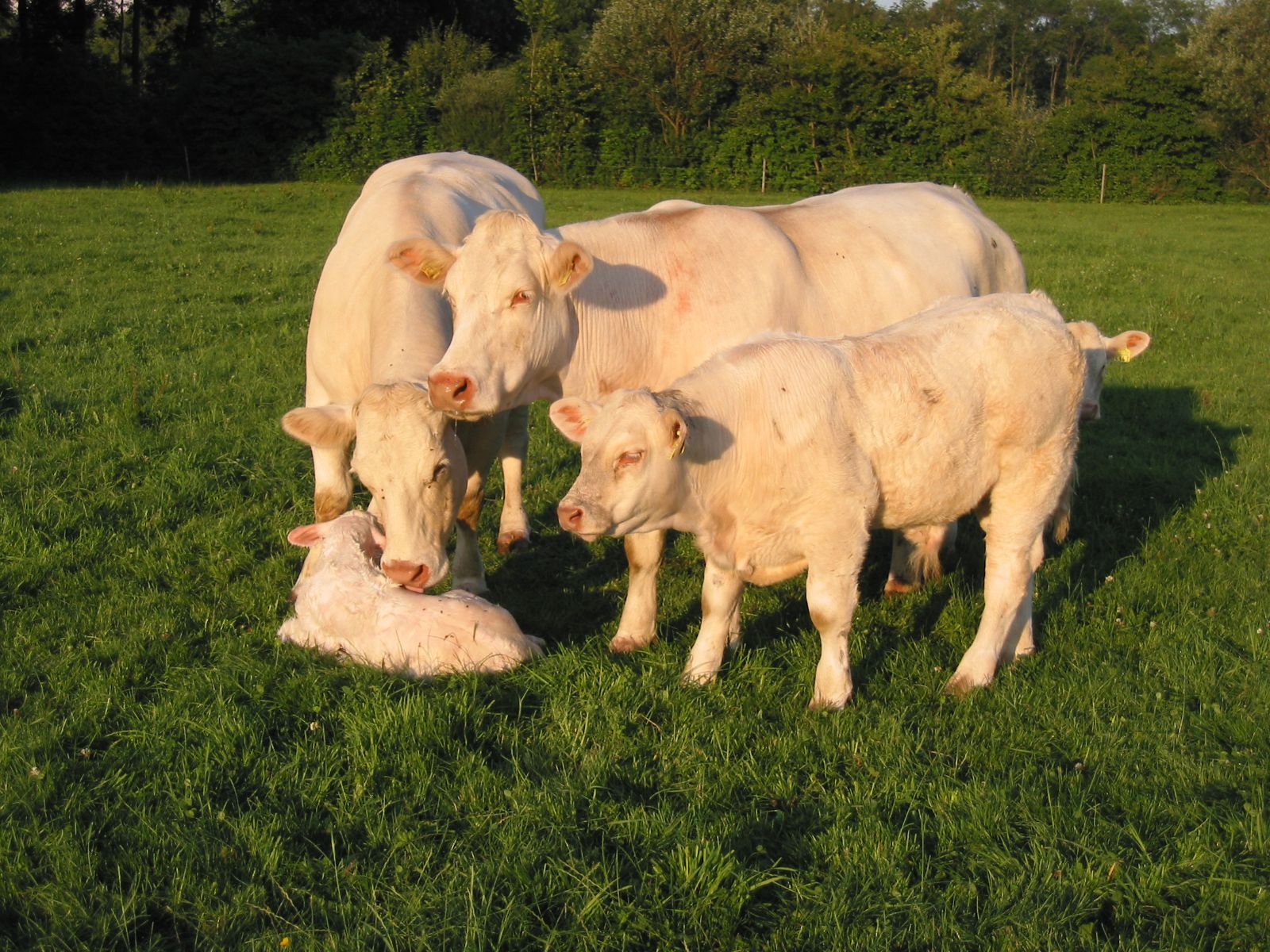 Mutterkühe Charolais von Thomas Butz