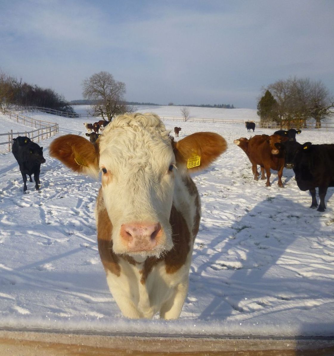 1900-378 Reimann Michael, Oberhof Winter, Schnee, Anugs, Simmental, Limousin (19).JPG